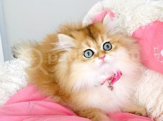 Scr Li Anne Babadan Üst Düzey Golden Ny12 Brıtısh Longhair görsel