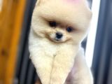 Harika Teddy Bear Kızmız