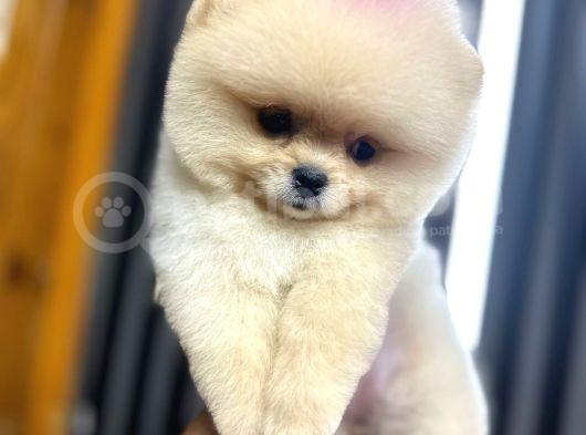 Harika Teddy Bear Kızmız görsel