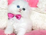 Özel Sevenlere Odd Eyes Longhair Scotısh Fold