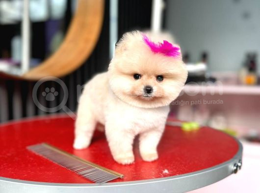 Efsane Mikro Teacup Kızımız