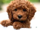 Red Braw Kıpkırmızı Ev Üretimi Tooy Poodle