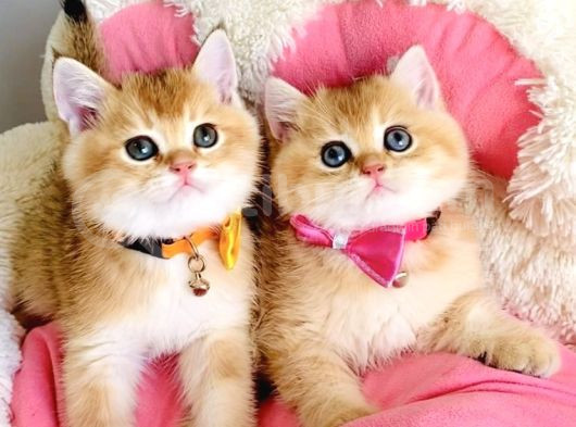 Scr Li Anne Babadan Golden Ny12 Brıtısh Shorthair