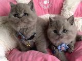 Ayı Suratlı Blue Lilac Brıtısh Shorthair Bebeklerim