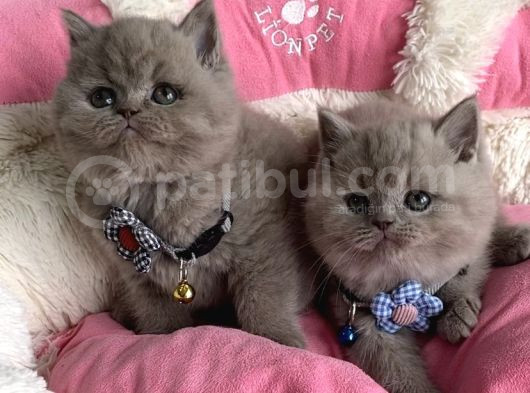 Ayı Suratlı Blue Lilac Brıtısh Shorthair Bebeklerim görsel