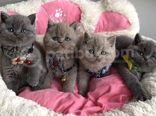 Ayı Suratlı Blue Lilac Brıtısh Shorthair Bebeklerim görsel