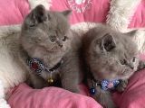 Ayı Suratlı Blue Lilac Brıtısh Shorthair Bebeklerim