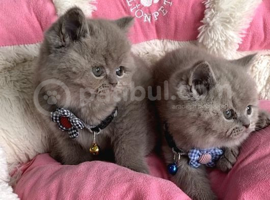 Ayı Suratlı Blue Lilac Brıtısh Shorthair Bebeklerim görsel