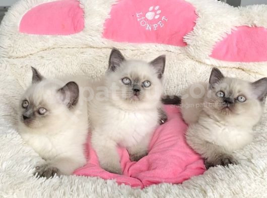 Maviş Bluepoınt Brıtısh Shorthair Bebeklerim görsel