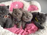 Ayı Suratlı Blue Lilac Brıtısh Shorthair Bebeklerim