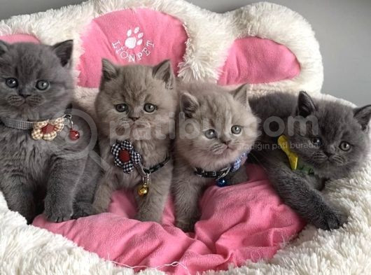 Ayı Suratlı Blue Lilac Brıtısh Shorthair Bebeklerim görsel