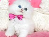 Özel sevenlere odd eyes longhair scotısh fold