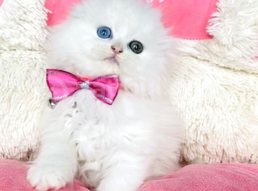 Özel Sevenlere Odd Eyes Longhair Scotısh Fold