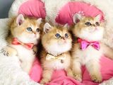 Scr Li Anne Babadan Golden Ny12 Brıtısh Shorthair
