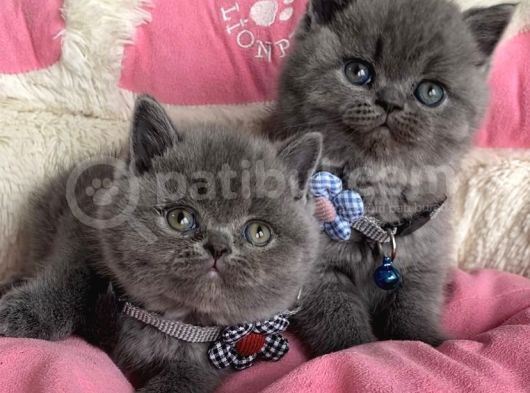 Ayı Suratlı Blue Lilac Brıtısh Shorthair Bebeklerim görsel