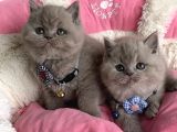 Ayı Suratlı Blue Lilac Brıtısh Shorthair Bebeklerim