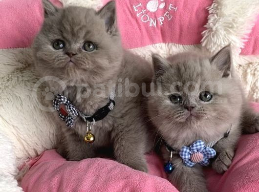 Ayı Suratlı Blue Lilac Brıtısh Shorthair Bebeklerim görsel
