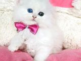 Özel Sevenlere Odd Eyes Longhair Scotısh Fold