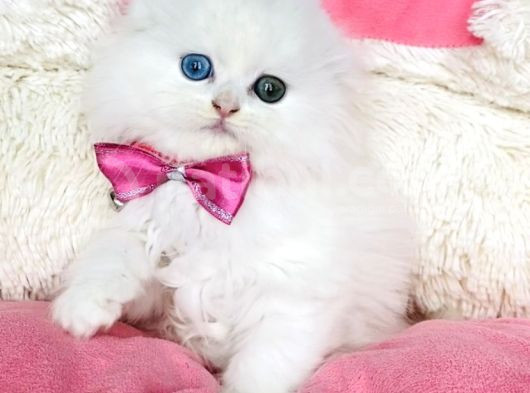 Özel Sevenlere Odd Eyes Longhair Scotısh Fold görsel