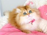SCR li anne babadan üst düzey golden NY12 brıtısh longhair
