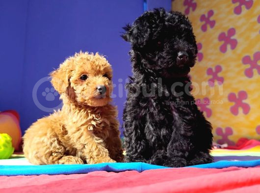 İnanilmaz Kali̇te Toy Poodle Yavrular Burada görsel