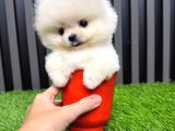 Ayı Suratlı Pomerri̇an Boo Yavrumuz