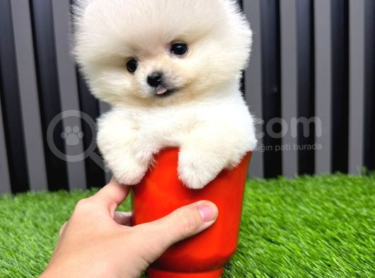 Ayı Suratlı Pomerri̇an Boo Yavrumuz görsel