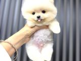 Ayı suratlı POMERRİAN BOO YAVRUMUZ