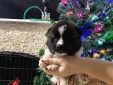 Son Bir Erkek Akita