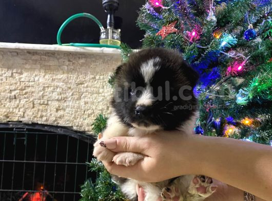 Son Bir Erkek Akita görsel