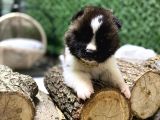 Son bir erkek akita