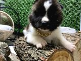 Son Bir Erkek Akita