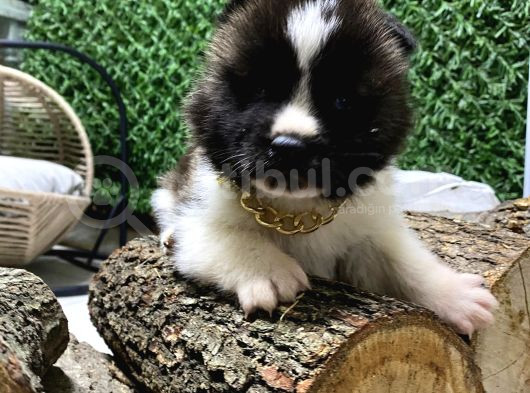 Son Bir Erkek Akita görsel