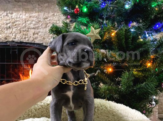 Üst Kalite Cane Corso Bebekler görsel