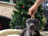 Üst Kalite Cane Corso Bebekler