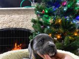 Üst kalite cane corso bebekler
