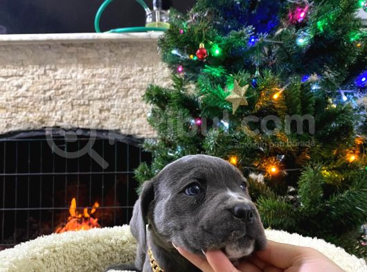 Üst Kalite Cane Corso Bebekler