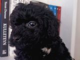 Black Tea Cup Poodle 55 Günlük