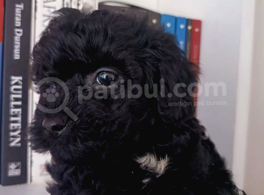 Black Tea Cup Poodle 55 Günlük görsel