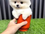 Türkiyenin En Küçüğü Mikro Teacup