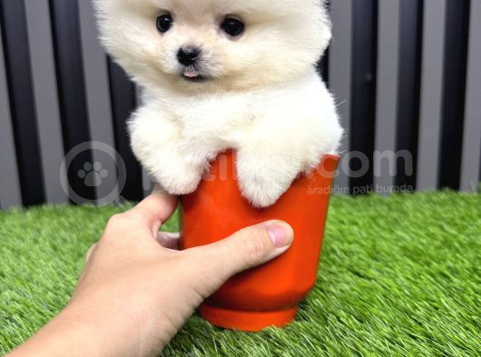 Türkiyenin En Küçüğü Mikro Teacup görsel