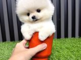 Türkiyenin En küçüğü Mikro Teacup