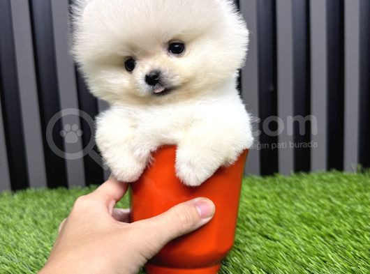 Türkiyenin En Küçüğü Mikro Teacup