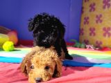 İnanilmaz Kali̇te Toy Poodle Yavrular Burada