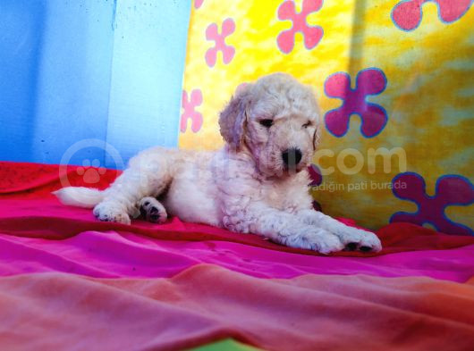 Cok Uygun Rakamlara Standart Dev Poodle Yavrular İstanbulda görsel