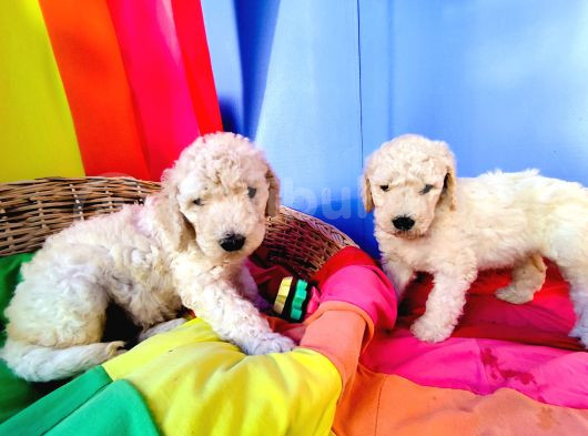 Cok Uygun Rakamlara Standart Dev Poodle Yavrular İstanbulda görsel
