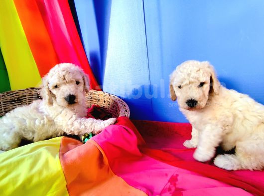 Cok Uygun Rakamlara Standart Dev Poodle Yavrular İstanbulda görsel