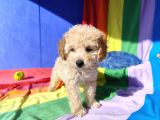 İnanilmaz Kali̇te Toy Poodle Yavrular Burada