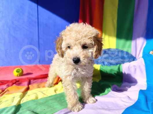 İnanilmaz Kali̇te Toy Poodle Yavrular Burada görsel