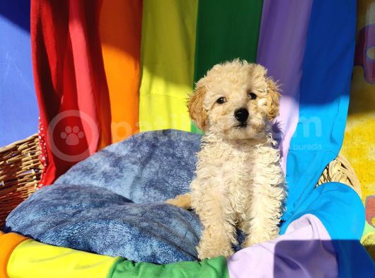 İnanilmaz Kali̇te Toy Poodle Yavrular Burada görsel